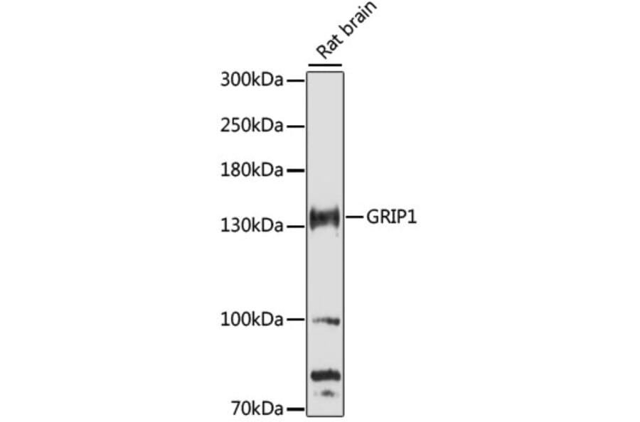 Western Blot - Anti-GRIP1 Antibody (A88173) - Antibodies.com