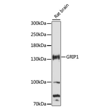 Western Blot - Anti-GRIP1 Antibody (A88173) - Antibodies.com