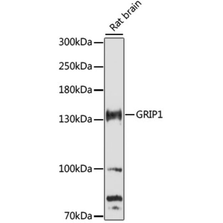 Western Blot - Anti-GRIP1 Antibody (A88173) - Antibodies.com