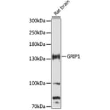 Western Blot - Anti-GRIP1 Antibody (A88173) - Antibodies.com