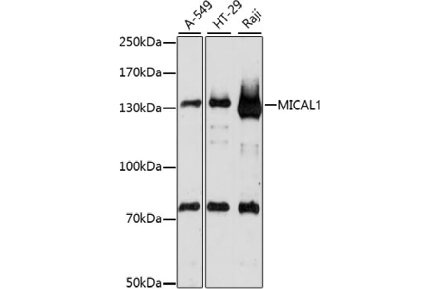 Western Blot - Anti-MICAL1 Antibody (A88174) - Antibodies.com