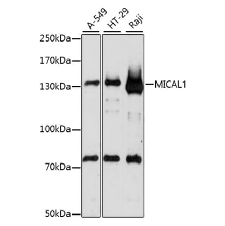 Western Blot - Anti-MICAL1 Antibody (A88174) - Antibodies.com