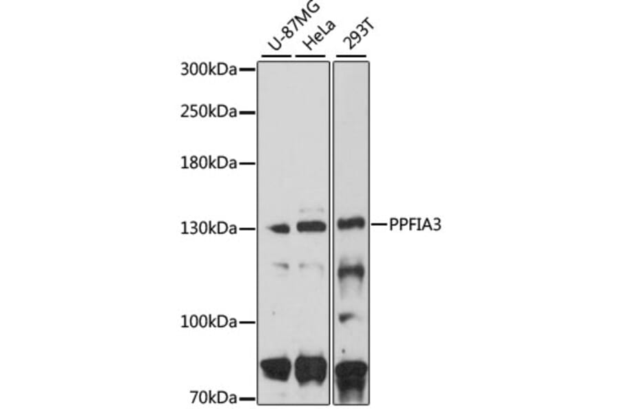 Western Blot - Anti-PPFIA3 Antibody (A8714) - Antibodies.com