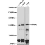 Western Blot - Anti-PPFIA3 Antibody (A8714) - Antibodies.com