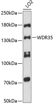 Western blot analysis of extracts of LO2 cells, using Anti-WDR35 Antibody (A12824) at 1:3000 dilution.
Secondary antibody: Goat Anti-Rabbit IgG (H+L) (HRP) (AS014) at 1:10,000 dilution.
Lysates / proteins: 25µg per lane.
Blocking buffer: 3% non-fat dry milk in TBST.
Detection: ECL Enhanced Kit (RM00021).
Exposure time: 90s.