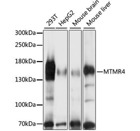 Western Blot - Anti-MTMR4 Antibody (A88177) - Antibodies.com