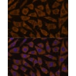 Immunofluorescence - Anti-MTMR4 Antibody (A88177) - Antibodies.com