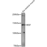 Western Blot - Anti-EGF Antibody (A88178) - Antibodies.com