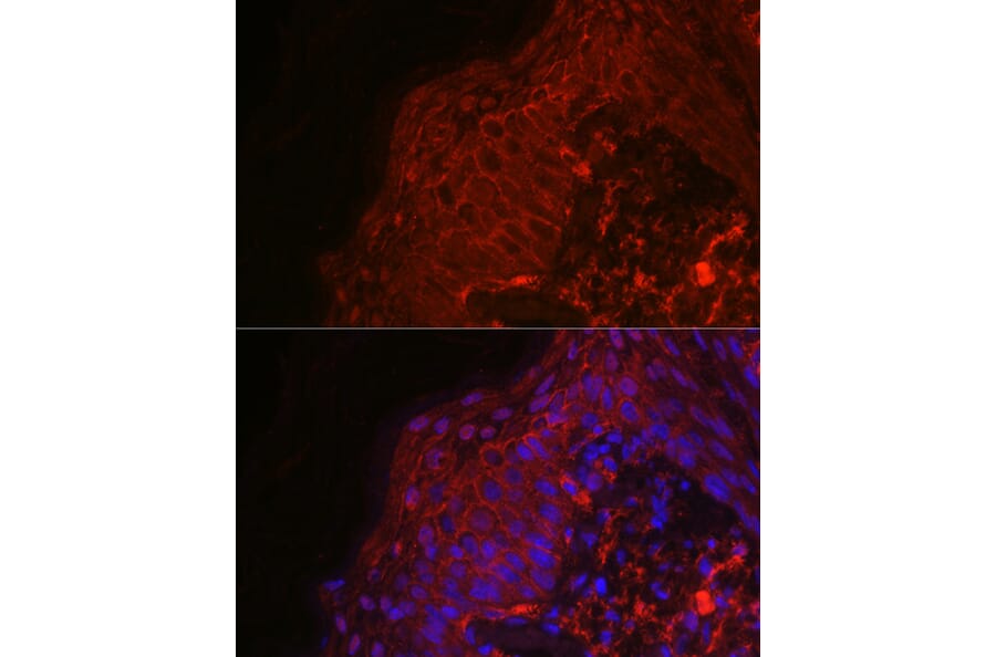 Immunofluorescence - Anti-EGF Antibody (A88178) - Antibodies.com