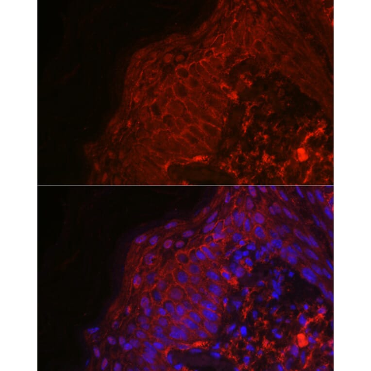 Immunofluorescence - Anti-EGF Antibody (A88178) - Antibodies.com