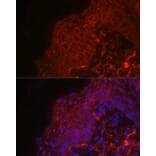 Immunofluorescence - Anti-EGF Antibody (A88178) - Antibodies.com