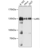Western Blot - Anti-LeuRS Antibody (A88179) - Antibodies.com