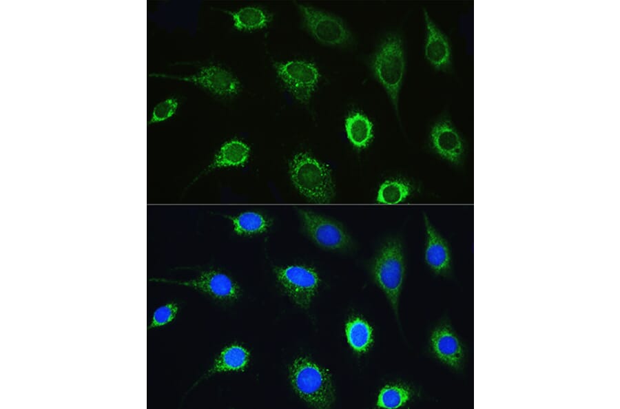 Immunofluorescence - Anti-LeuRS Antibody (A88179) - Antibodies.com
