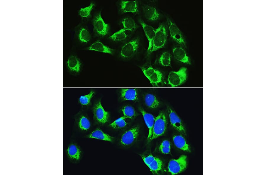 Immunofluorescence - Anti-LeuRS Antibody (A88179) - Antibodies.com