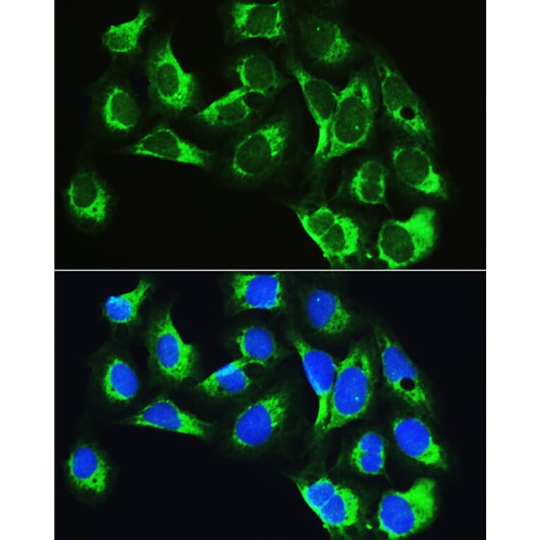 Immunofluorescence - Anti-LeuRS Antibody (A88179) - Antibodies.com