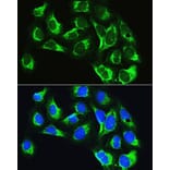 Immunofluorescence - Anti-LeuRS Antibody (A88179) - Antibodies.com