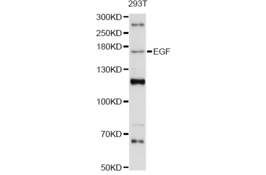 Western Blot - Anti-EGF Antibody (A12916) - Antibodies.com