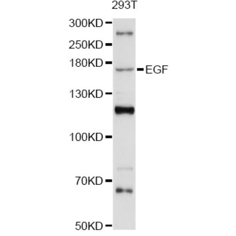 Western Blot - Anti-EGF Antibody (A12916) - Antibodies.com