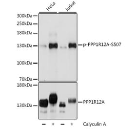 Western Blot - Anti-Myosin Phosphatase (phospho Ser507) Antibody (A88181) - Antibodies.com