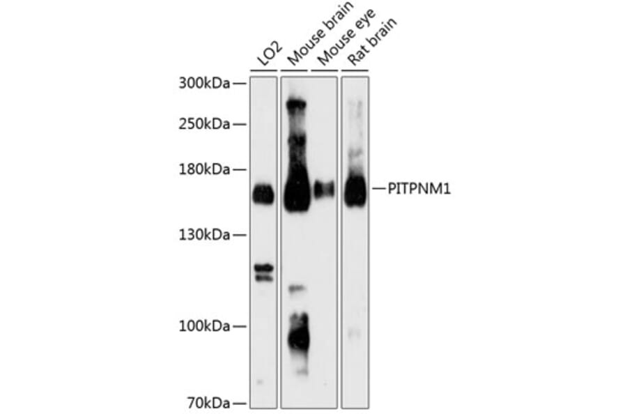 Western Blot - Anti-NIR2 Antibody (A88183) - Antibodies.com