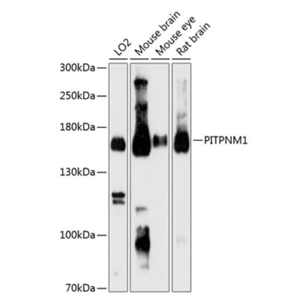 Western Blot - Anti-NIR2 Antibody (A88183) - Antibodies.com