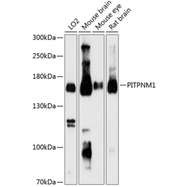 Western Blot - Anti-NIR2 Antibody (A88183) - Antibodies.com