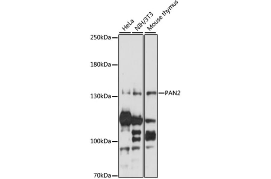 Western Blot - Anti-Pan2 Antibody (A88184) - Antibodies.com