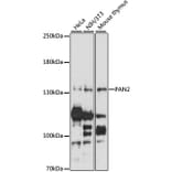 Western Blot - Anti-Pan2 Antibody (A88184) - Antibodies.com
