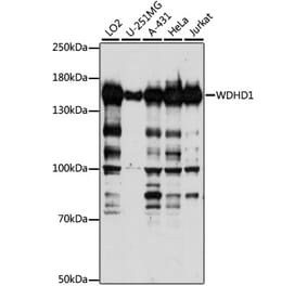 Western Blot - Anti-WDHD1 Antibody (A88185) - Antibodies.com