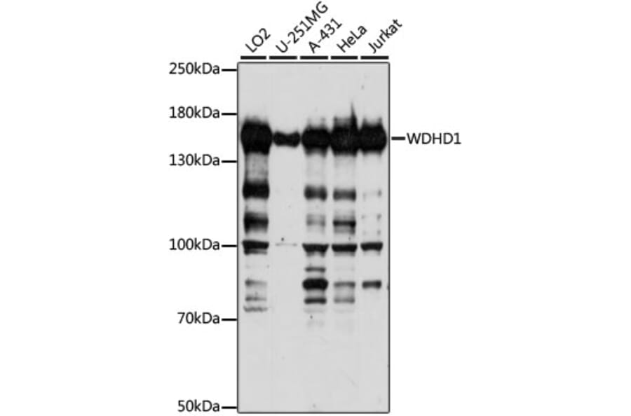 Western Blot - Anti-WDHD1 Antibody (A88185) - Antibodies.com