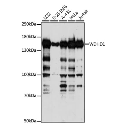 Western Blot - Anti-WDHD1 Antibody (A88185) - Antibodies.com