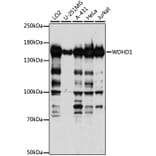 Western Blot - Anti-WDHD1 Antibody (A88185) - Antibodies.com