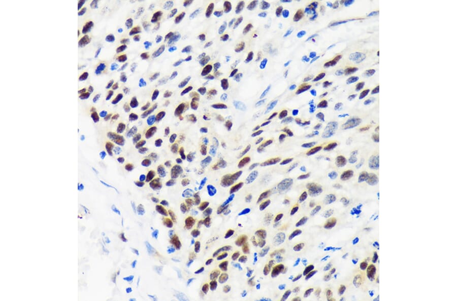 Immunohistochemistry - Anti-WDHD1 Antibody (A88185) - Antibodies.com