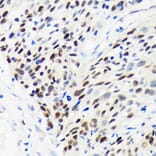 Immunohistochemistry - Anti-WDHD1 Antibody (A88185) - Antibodies.com