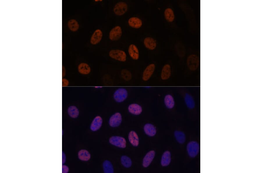 Immunofluorescence - Anti-WDHD1 Antibody (A88185) - Antibodies.com