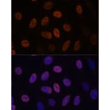 Immunofluorescence - Anti-WDHD1 Antibody (A88185) - Antibodies.com