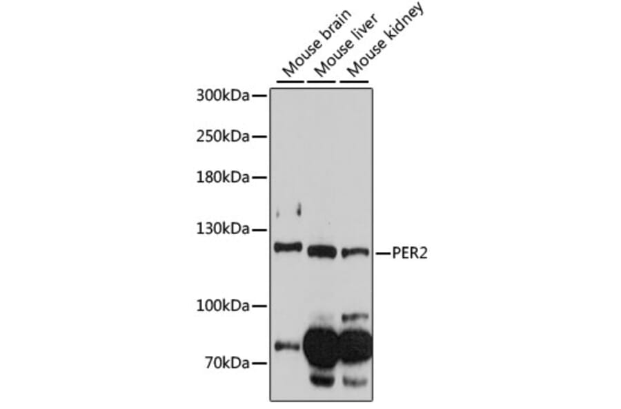 Western Blot - Anti-PER2 Antibody (A88189) - Antibodies.com
