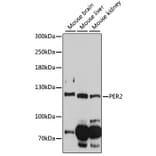 Western Blot - Anti-PER2 Antibody (A88189) - Antibodies.com