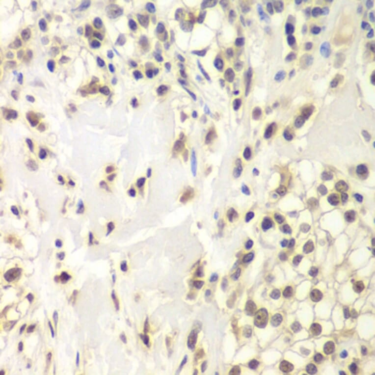 Immunohistochemistry - Anti-HAUSP/USP7 Antibody (A88193) - Antibodies.com