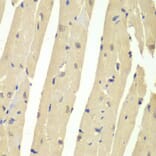 Immunohistochemistry - Anti-HAUSP/USP7 Antibody (A88193) - Antibodies.com