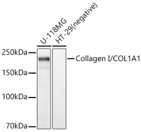 Western Blot - Anti-Collagen I Antibody (A88196) - Antibodies.com