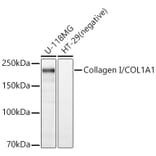 Western Blot - Anti-Collagen I Antibody (A88196) - Antibodies.com