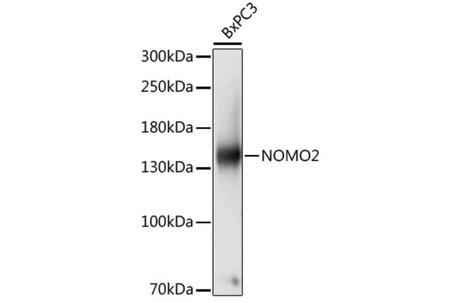 Western Blot - Anti-NOMO2 Antibody (A88197) - Antibodies.com