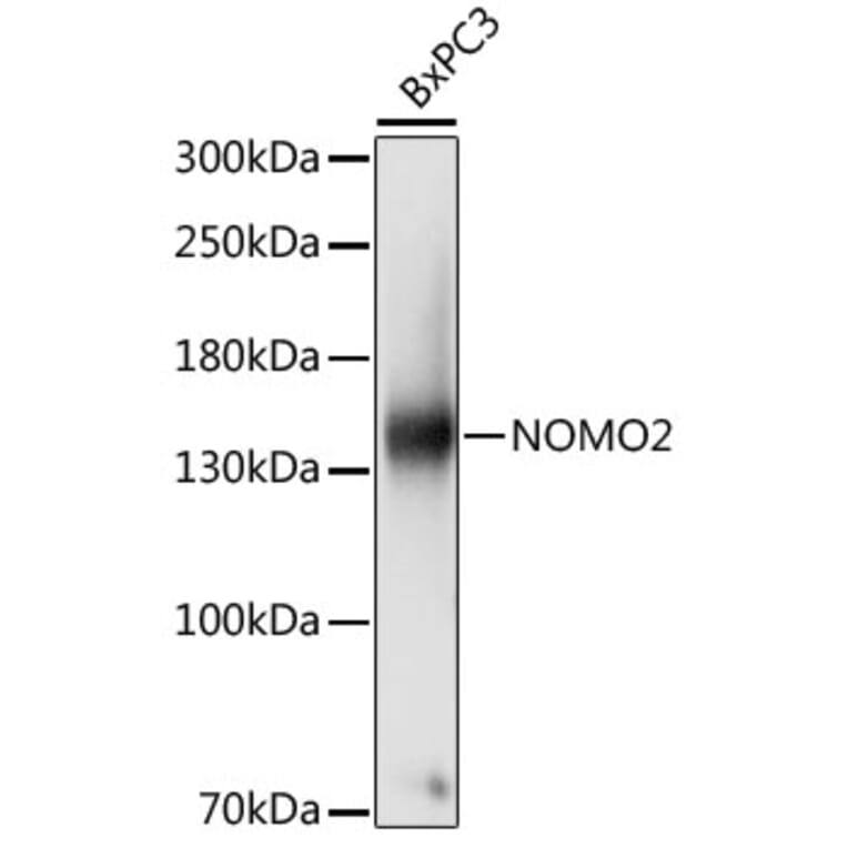 Western Blot - Anti-NOMO2 Antibody (A88197) - Antibodies.com