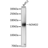 Western Blot - Anti-NOMO2 Antibody (A88197) - Antibodies.com