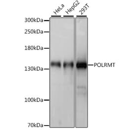 Western Blot - Anti-POLRMT Antibody (A88198) - Antibodies.com