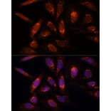 Immunofluorescence - Anti-POLRMT Antibody (A88198) - Antibodies.com