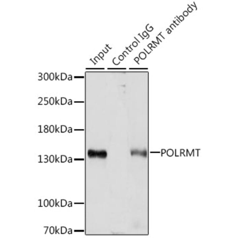 Western Blot - Anti-POLRMT Antibody (A88198) - Antibodies.com