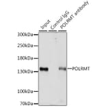 Western Blot - Anti-POLRMT Antibody (A88198) - Antibodies.com