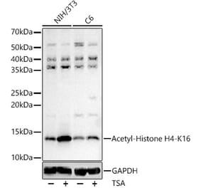 Western Blot - Anti-Histone H4 (acetyl Lys16) Antibody (A88199) - Antibodies.com